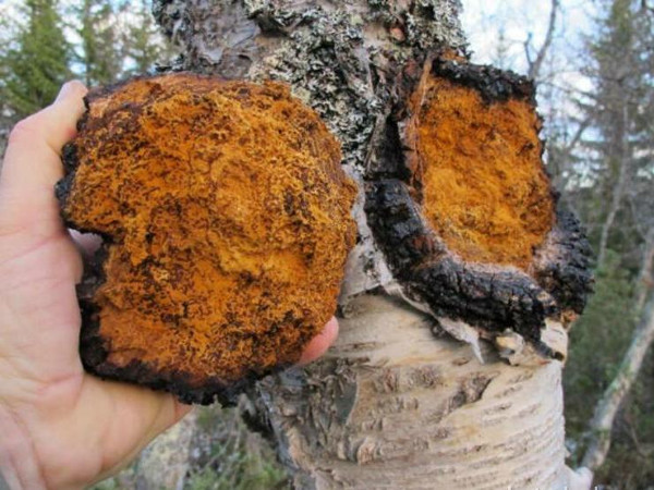 chaga